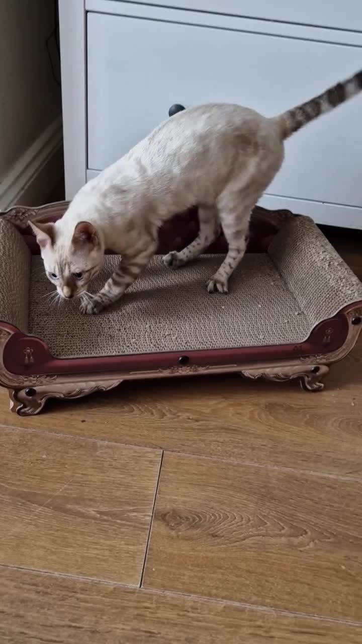 Bengal cats for sale: Purebred Bengal boy whit blue eyes 💙 - Video 4