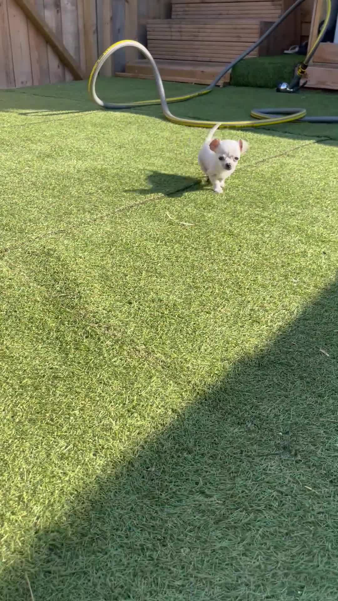Chihuahua dogs for sale: Last boy left - Video 1