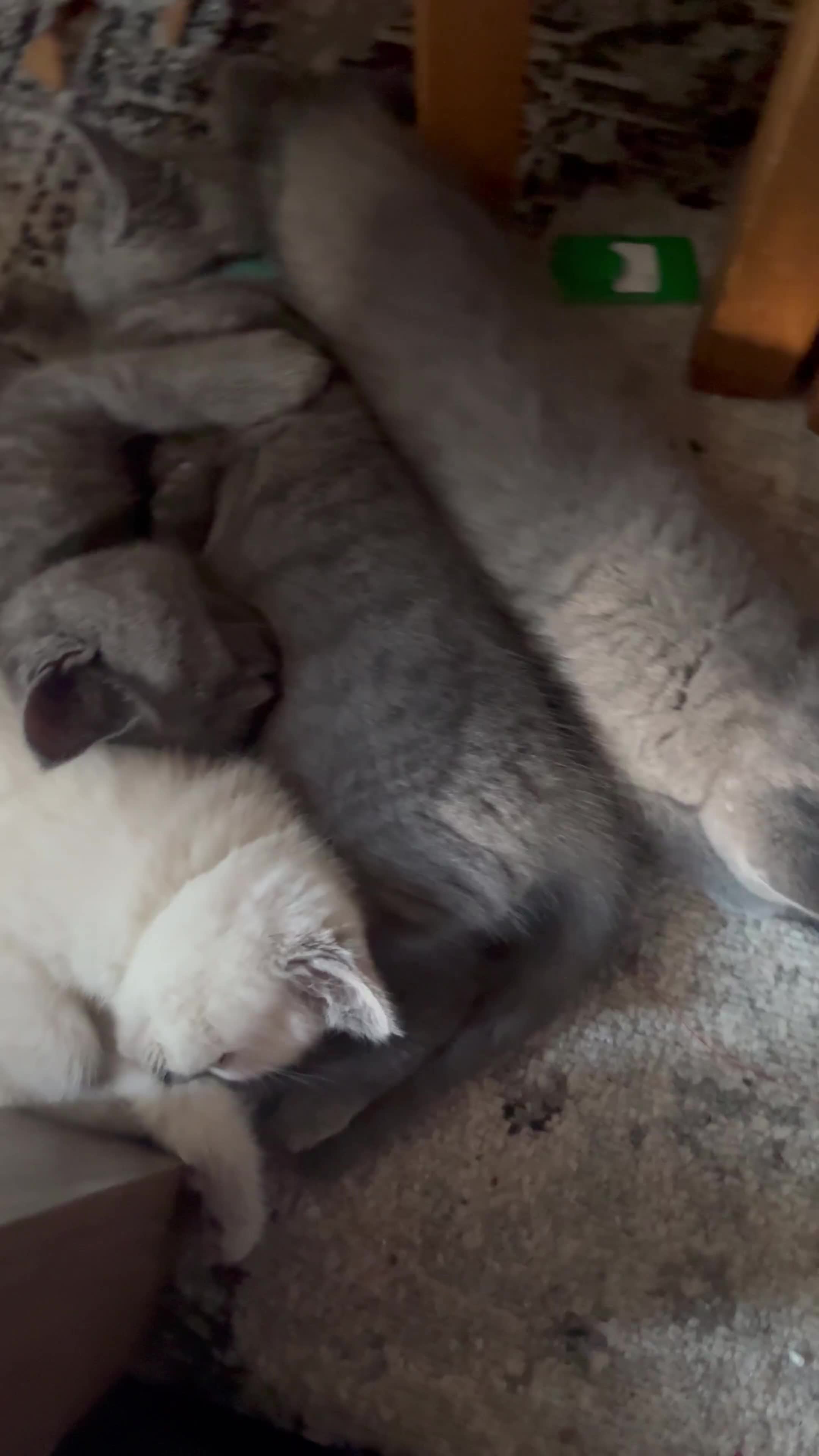 British Shorthair cats for sale: BSH Blue, White rare, Cream, Grey adorable kittens - Video 1