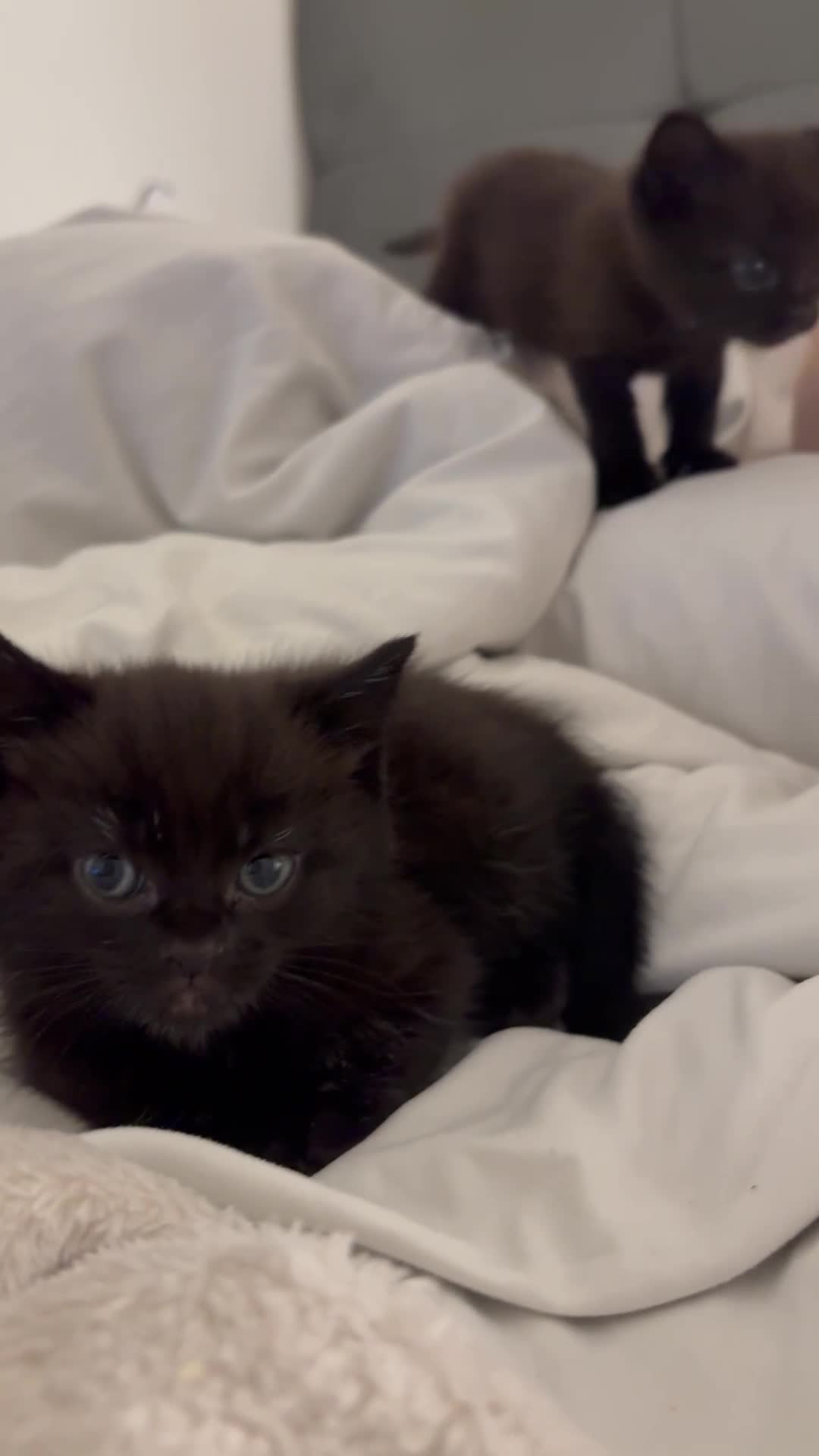 Mixed Breed cats for sale: Kitten for sale  - Video 1