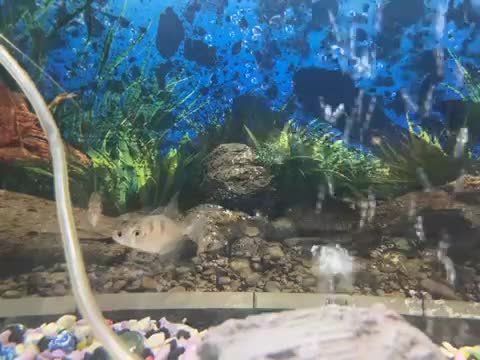 Tetras fish for sale: Tropical tetra fish  - Video 1