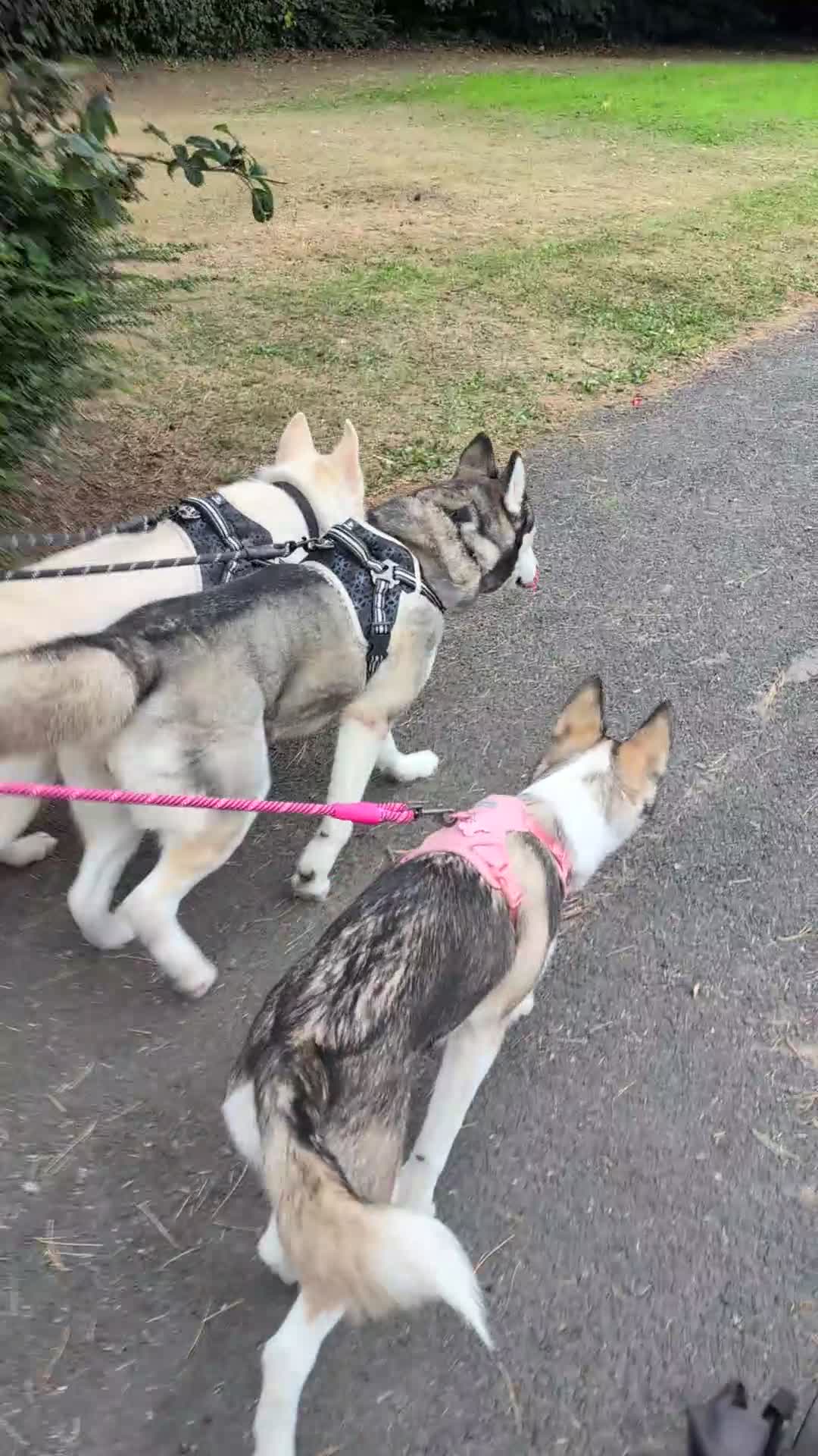 Siberian Husky dogs for sale: Siberian Husky Belle ♥️ - Video 1