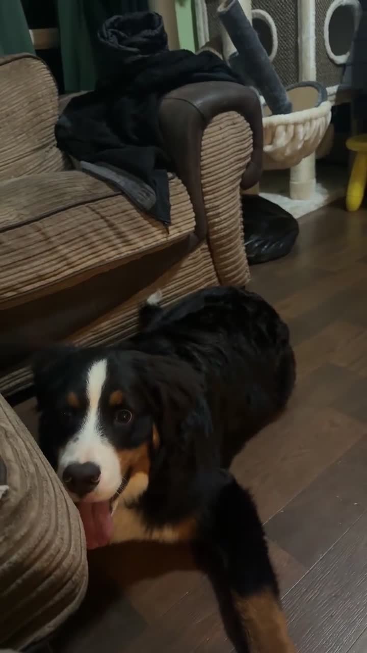 Bernese Mountain Dog dogs for sale: Bernese Mountain dog Puppy – Looking for Home - Video 4