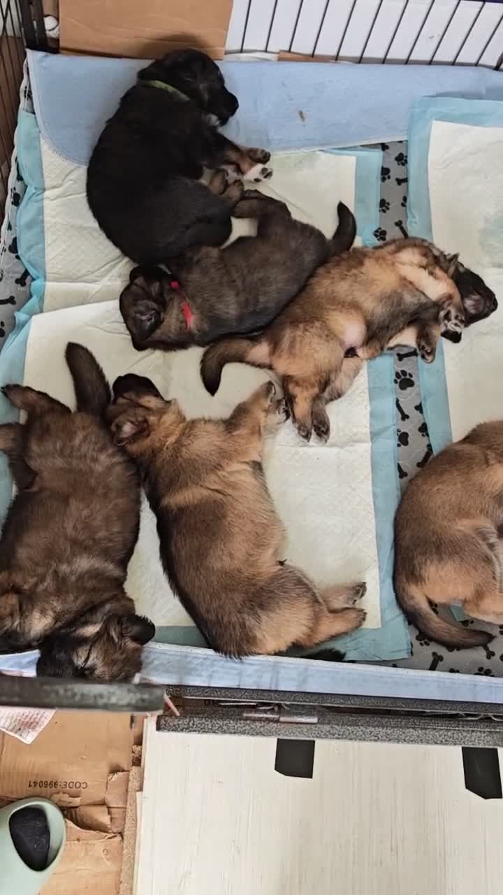 German Shepherd dogs for sale: German Shepherd puppies - Video 1