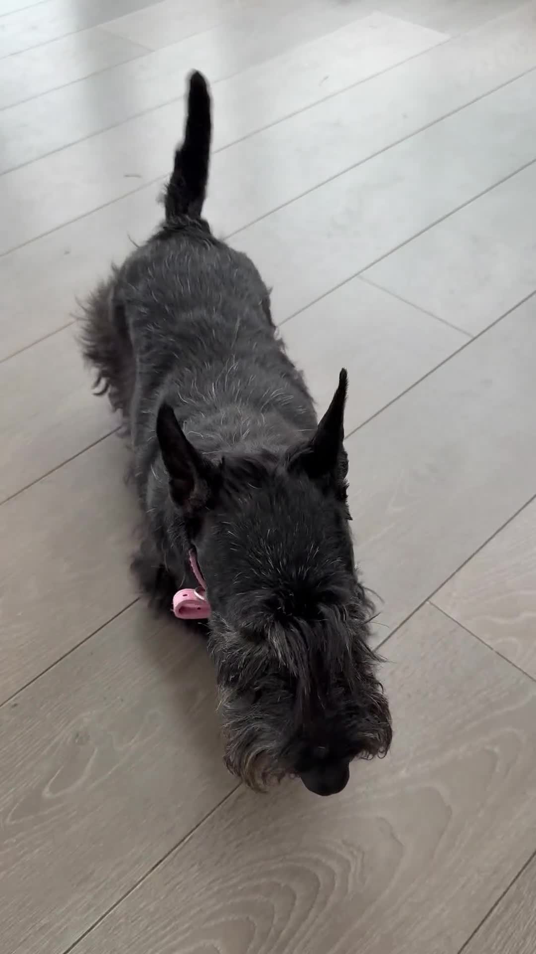 Scottish Terrier dogs for adoption: Nadine – A Little Dog with a Big Heart - Video 1