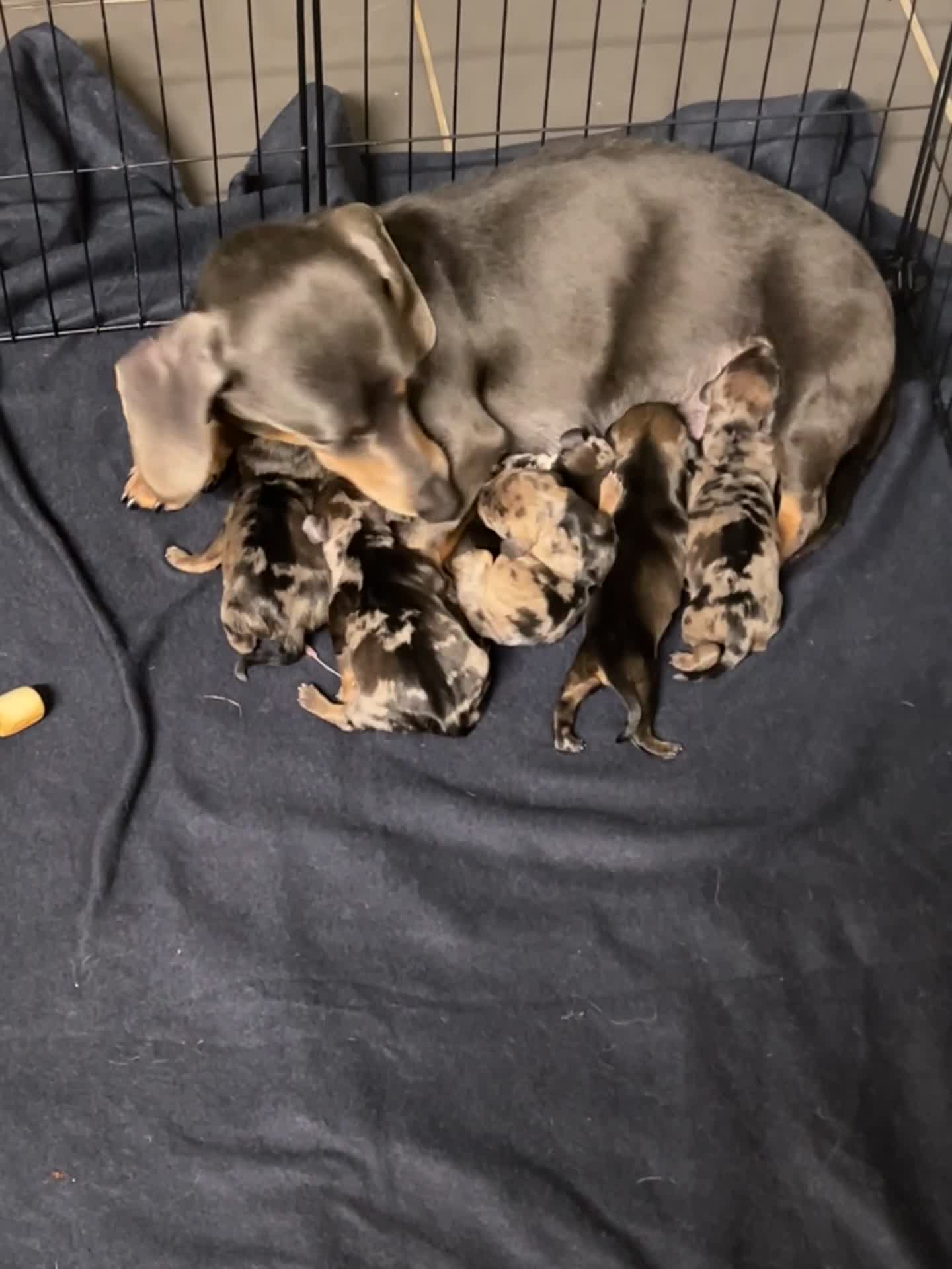 Miniature Dachshund dogs for sale: Miniature smooth hair x wire hair  - Video 2