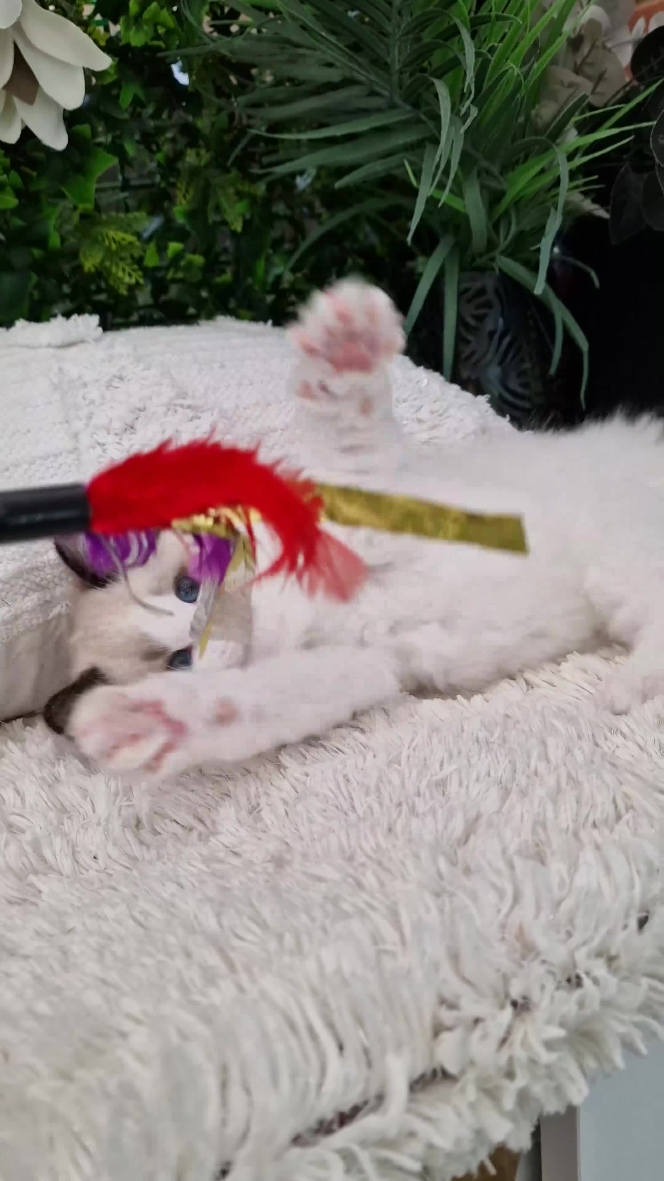 Ragdoll cats for sale: 🩷✨️Lovely Chunky EU kittens✨️🏆TICA Award cattery - Video 1