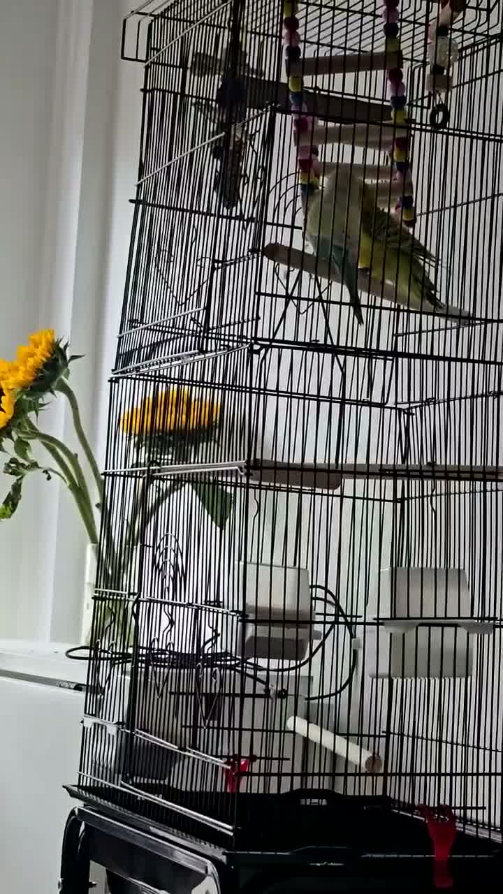 Budgerigars birds for sale: Femal and male budgies in Bristol - Video 2