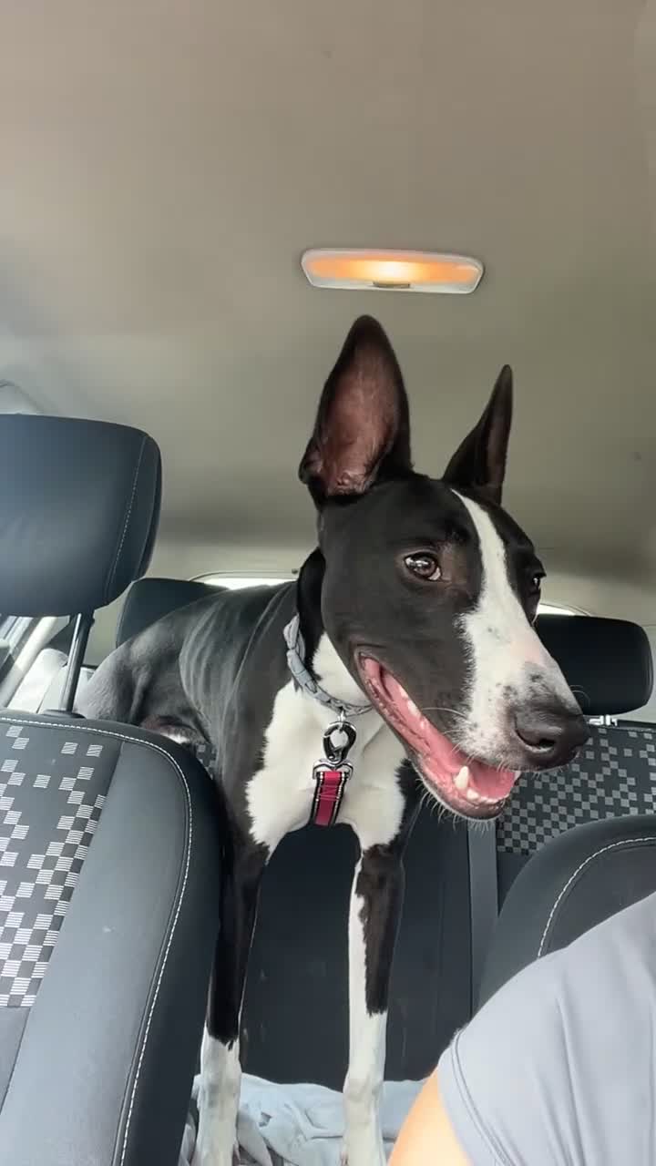 Lurcher dogs for sale: Lurcher (Saluki bull whippet) - Video 2