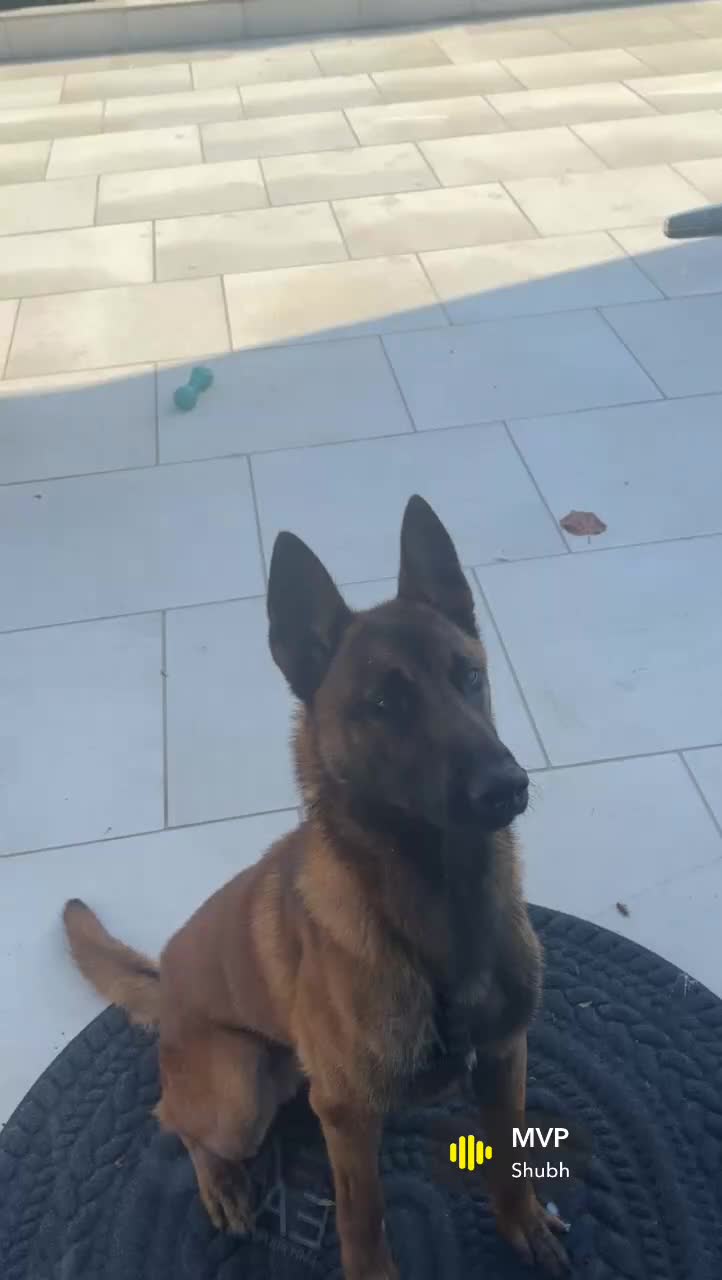 Belgian Shepherd Dog dogs for sale: Belgian malinios  in Birmingham - Video 1