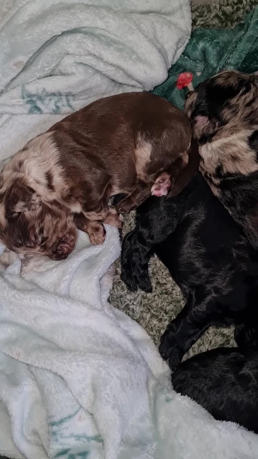 Cocker Spaniel dogs for sale: Working Cocker Spaniel Puppies - Video 1