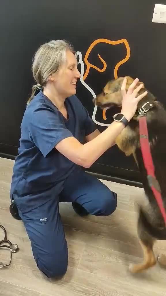 Mixed Breed dogs for adoption: Amazing Millie for adoption  - Video 5