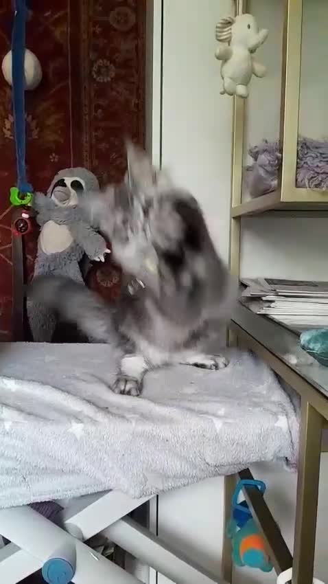Maine Coon cats for sale: Black silver mackerel poly Girls TICA maine coon - Video 1