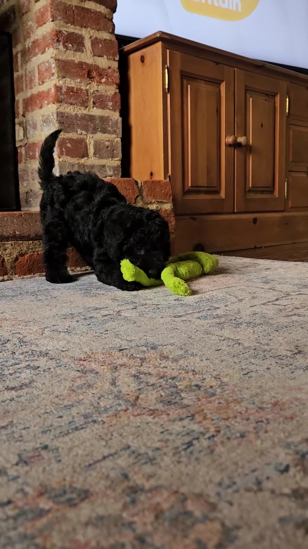 Mixed Breed dogs for sale: Bedlington x Minature Poodle  - Video 1