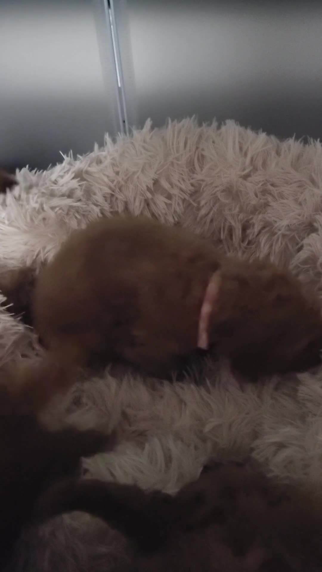 Cockapoo dogs for sale: Reduced!! Stunning F1B Toy Cockapoo Puppies  - Video 5