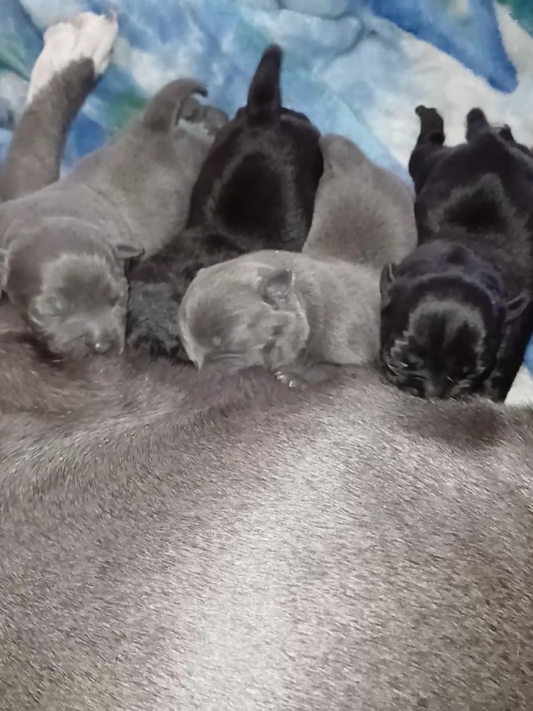 Staffordshire Bull Terrier dogs for sale:  KC Staffordshire Bull terriers - Video 1