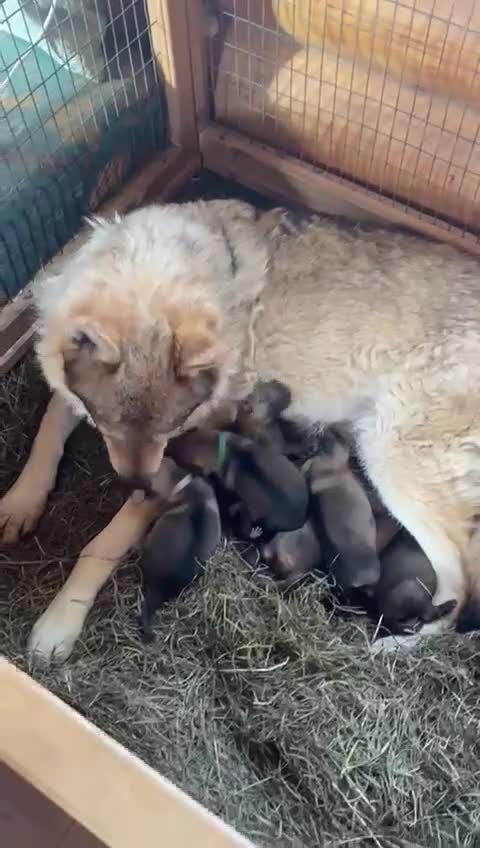 Saarloos Wolfdog dogs for sale: Czechoslovakian Wolfdog Puppies  in Woodford Green - Video 1