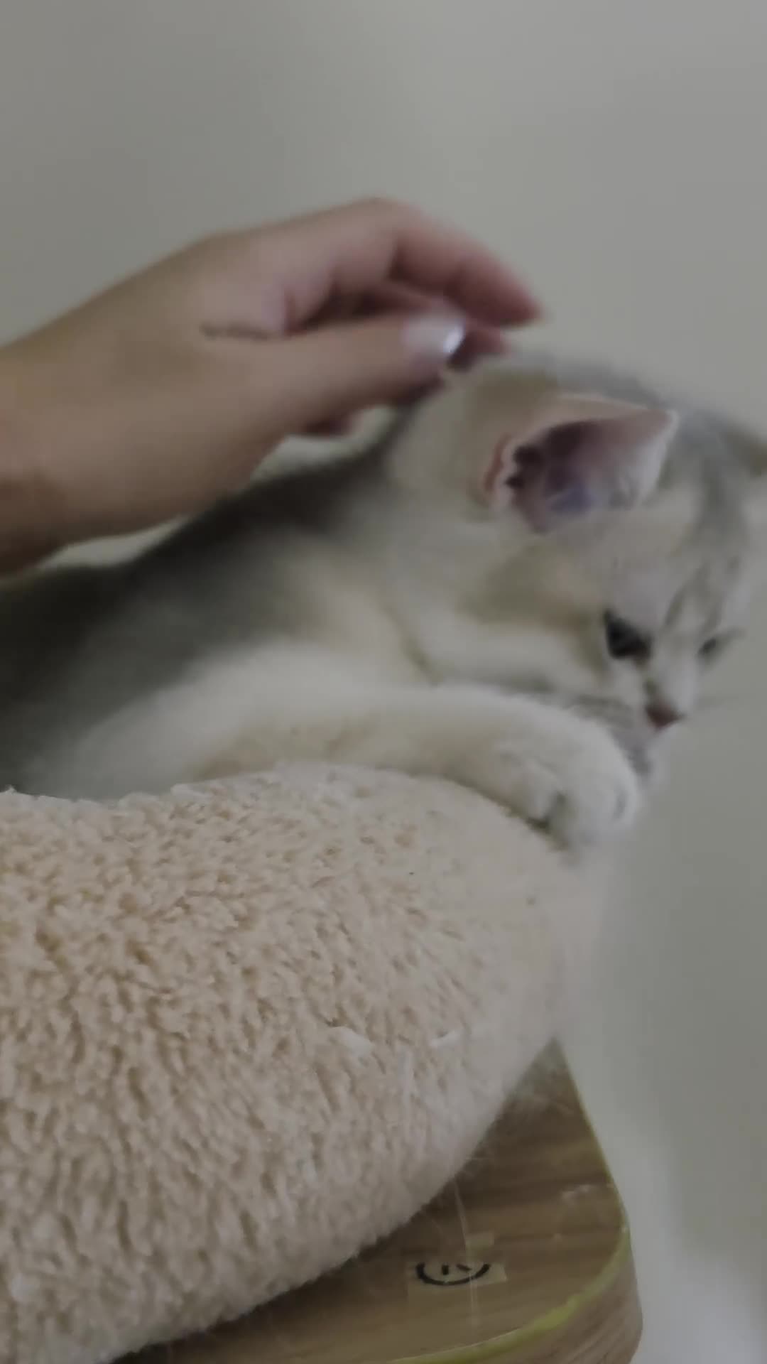 British Shorthair cats for sale: Ula ready to go❤️ - Video 3