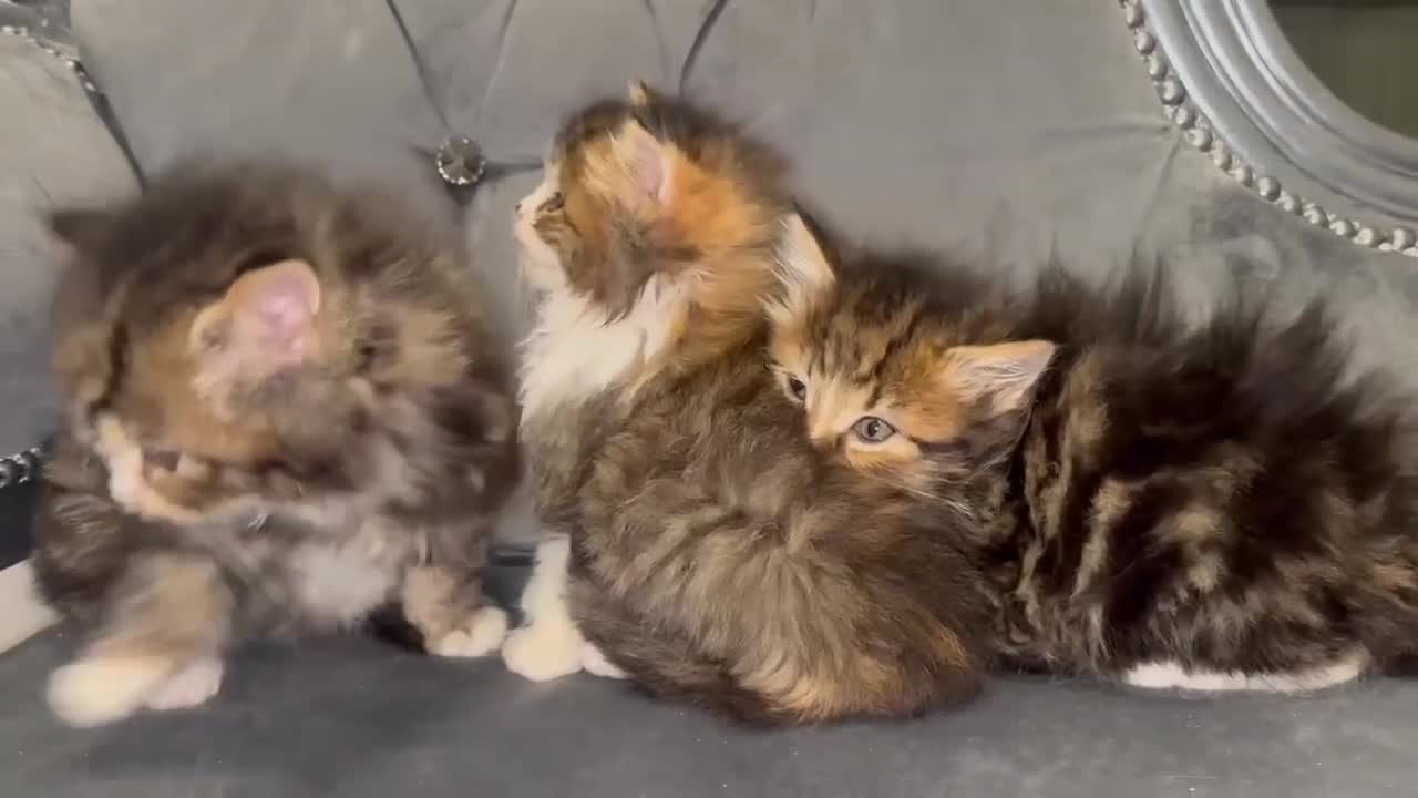 Siberian cats for sale: Kittens for sale bradford - Video 2