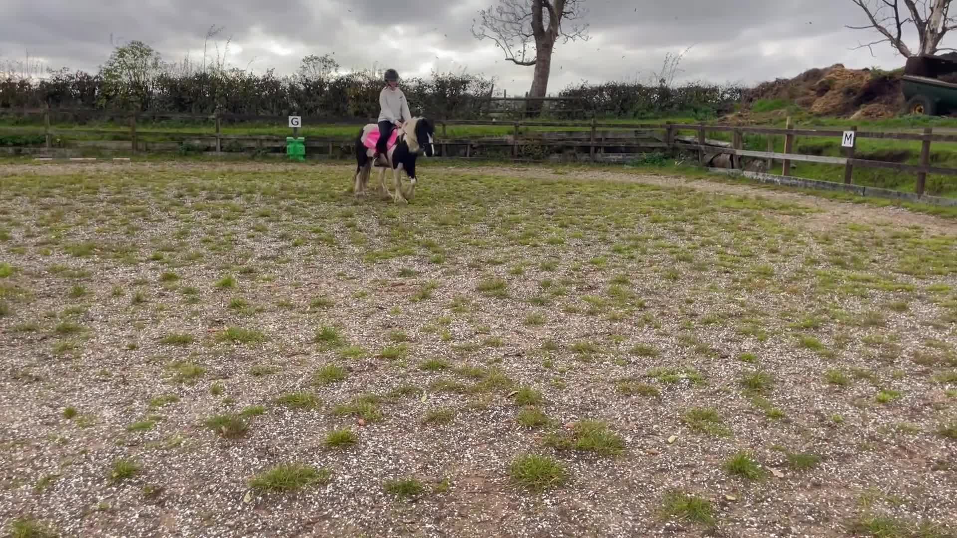 Riding pony horses for sale: Vegas 12.2 mini coloured cob - Video 1