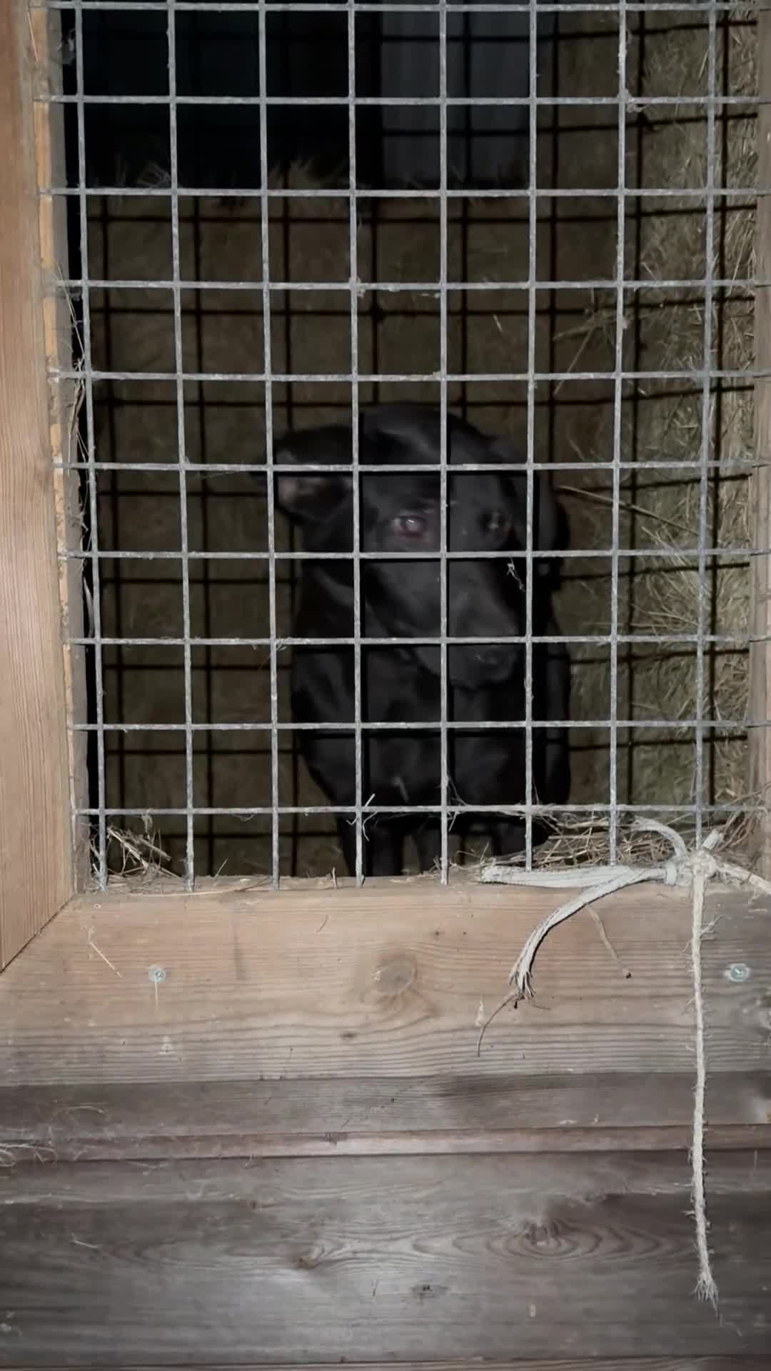 Mixed Breed dogs for sale: 3yr jango - Video 2