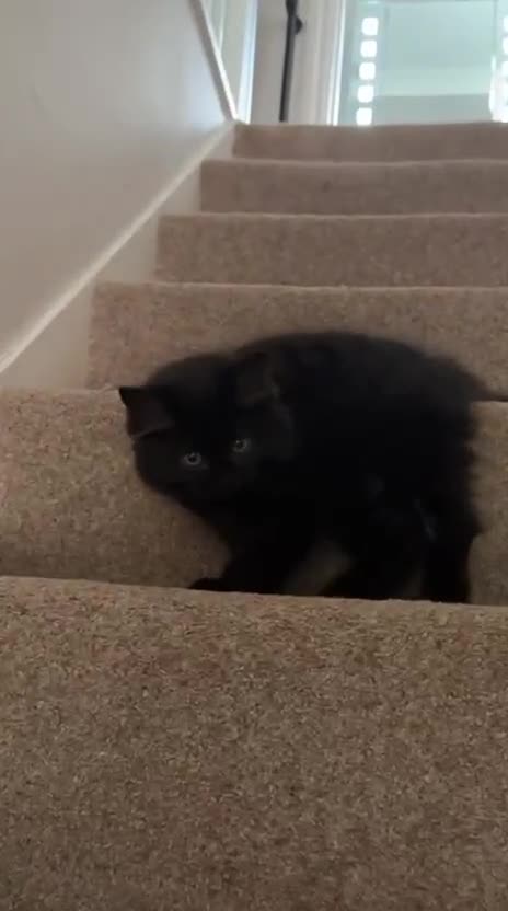 British Longhair cats for sale: Kittens looking for a new home  - Video 2