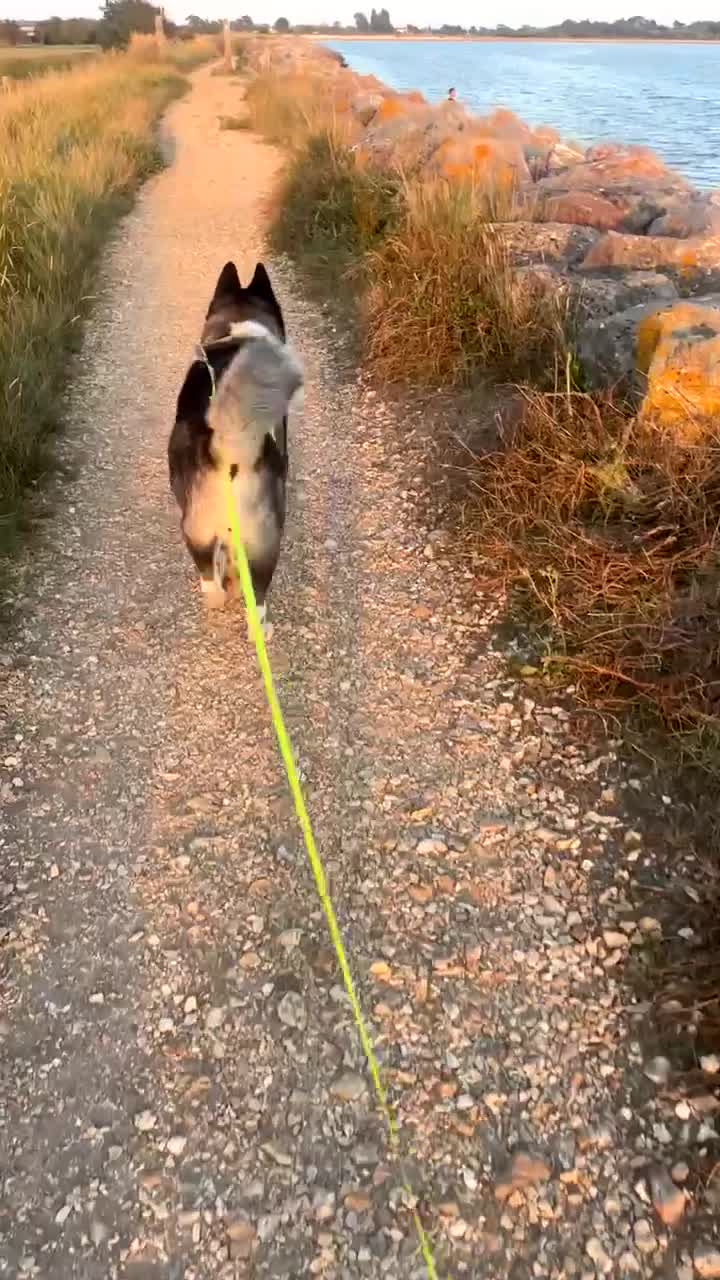 Akita dogs for stud: Looking to breed Bear with another American Akita  - Video 1