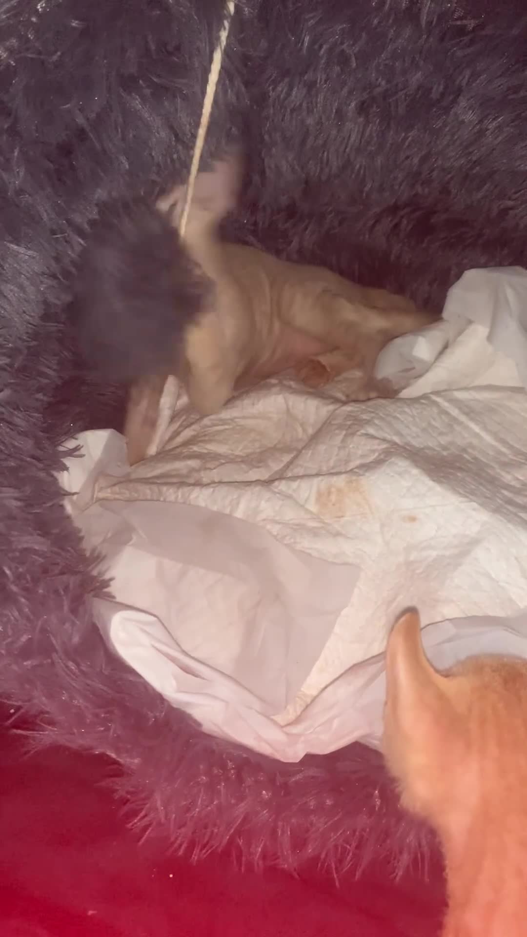 Sphynx cats for sale: Nice Sphinx kitten  - Video 1