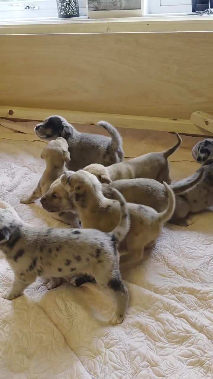 Mixed Breed dogs for sale: Great Dane  ** tiffs in Ellon - Video 3