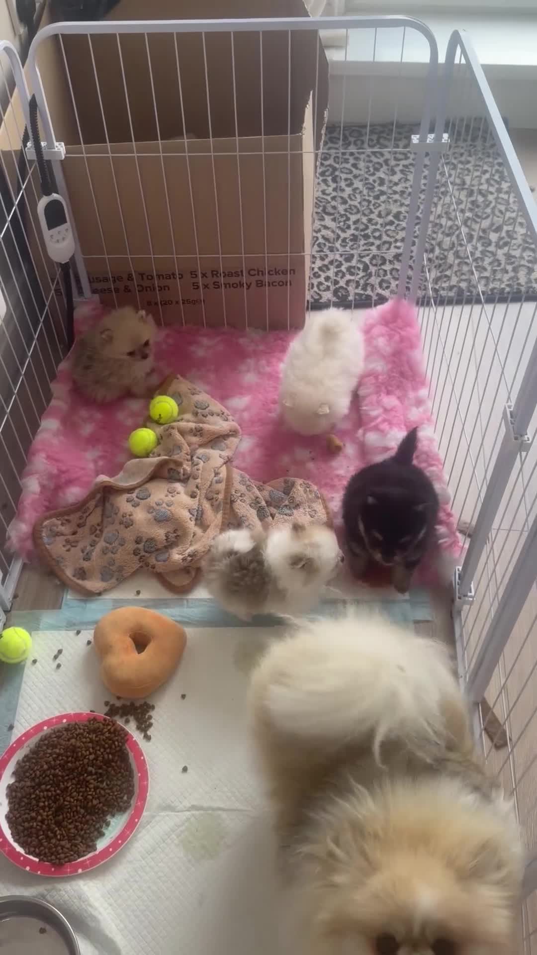Pomeranian dogs for sale:  **  Russian Pomeranian’s  in Whitehaven - Video 1