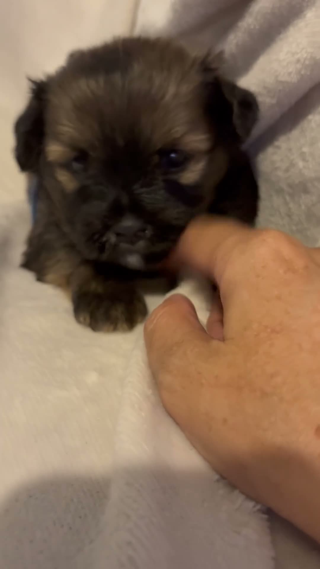 Mixed Breed dogs for sale: Beautiful chunky Lhaso Apso mix puppies - Video 4