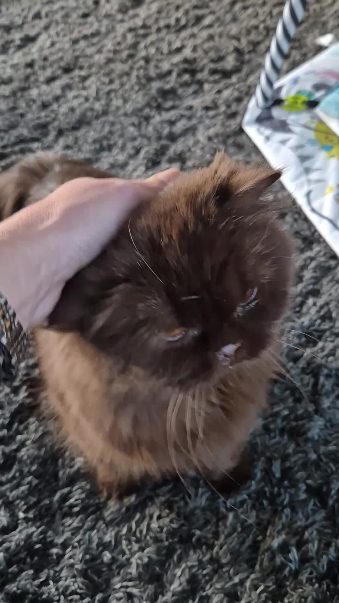 British Longhair cats for sale: Chocolate longhair,  Blue golden and white sh - Video 1