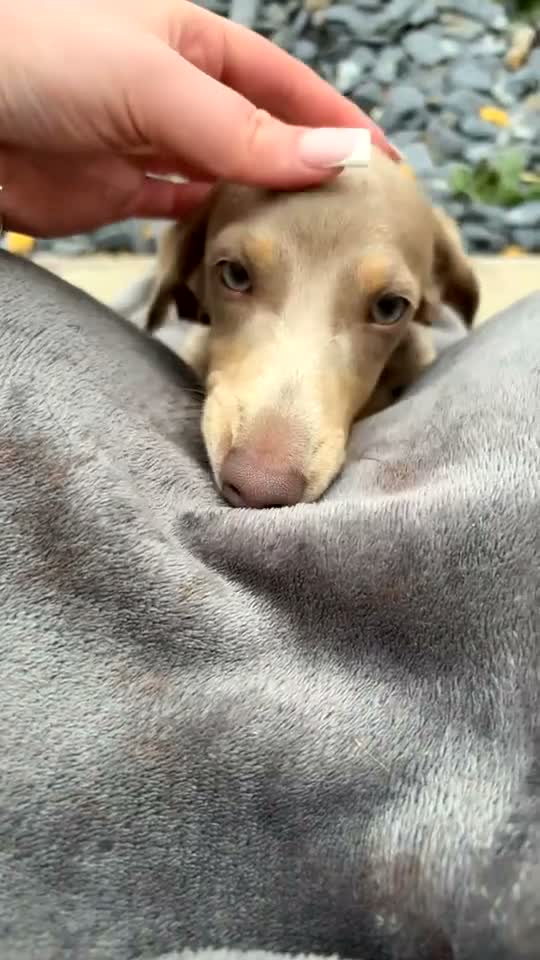 Miniature Dachshund dogs for sale: Male miniature dachshund - pup in Bradford - Video 1