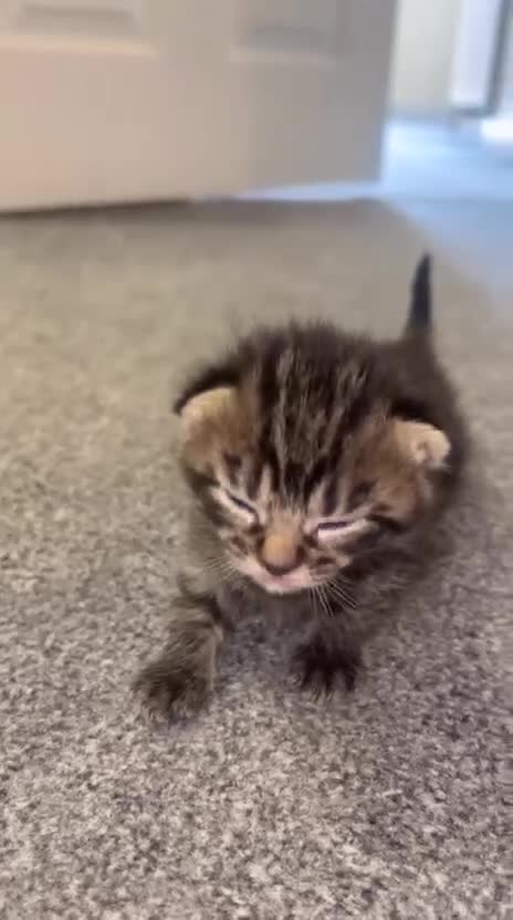 Bengal cats for sale: Bengal , tabby kittens  in Ilford - Video 2