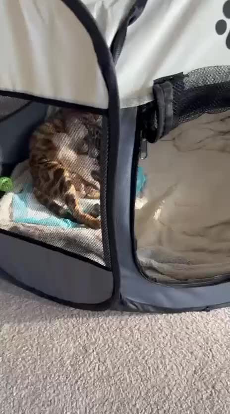 Bengal cats for sale: Bengal kitten  - Video 5