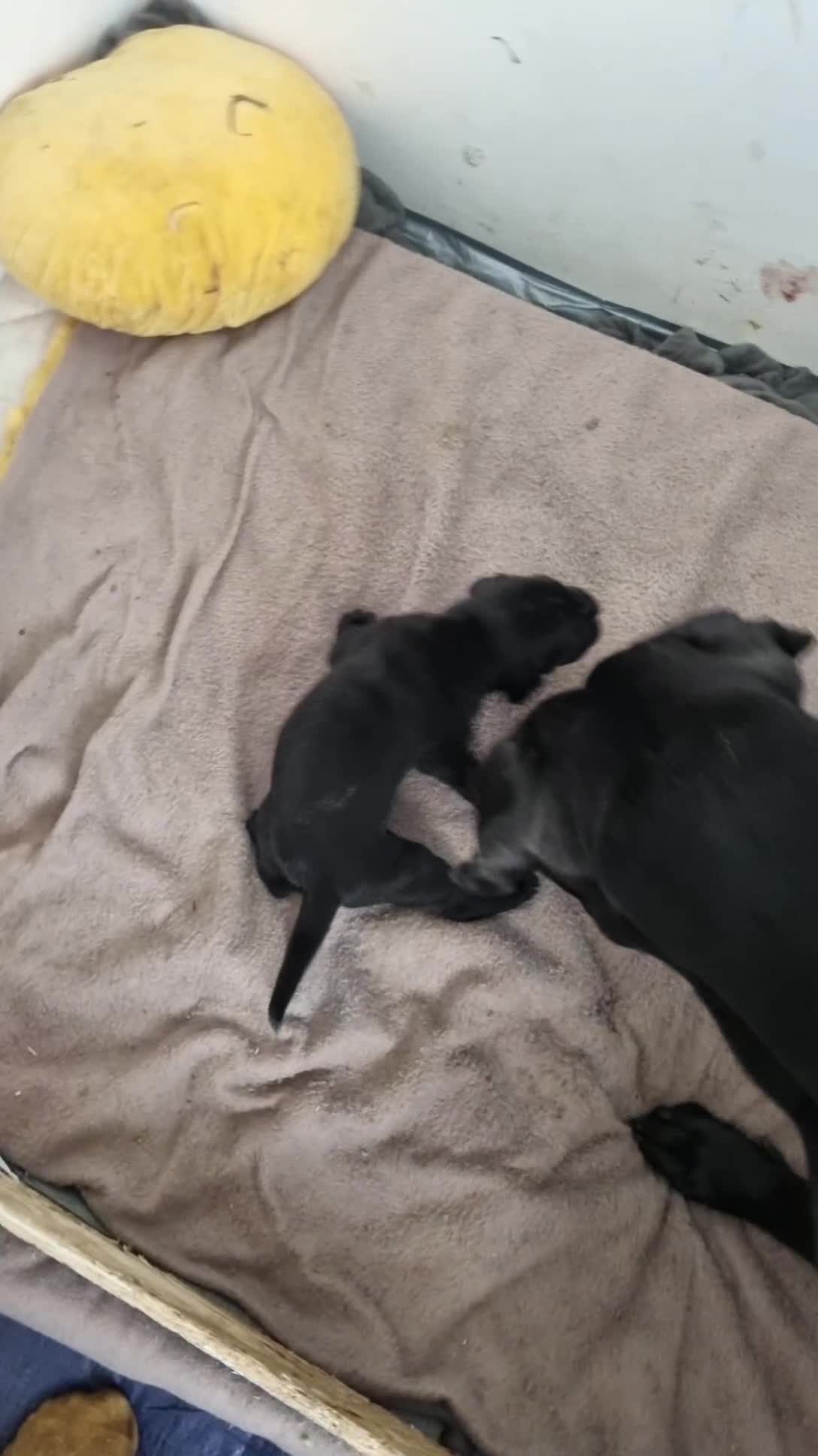 Cane Corso dogs for sale: Top quality cane corso pups WhatsApp  **  in Carlisle - Video 3