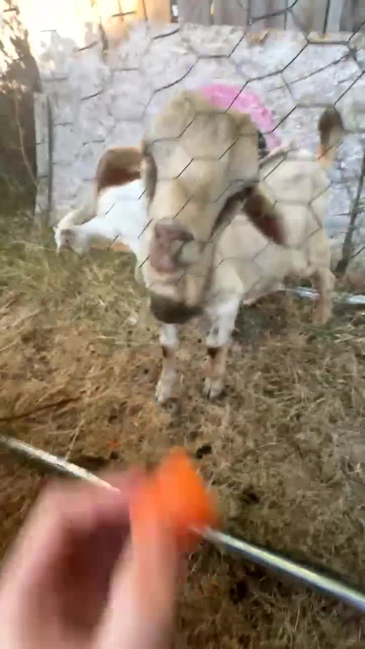 Goats livestock for sale: Billy goat - Video 1