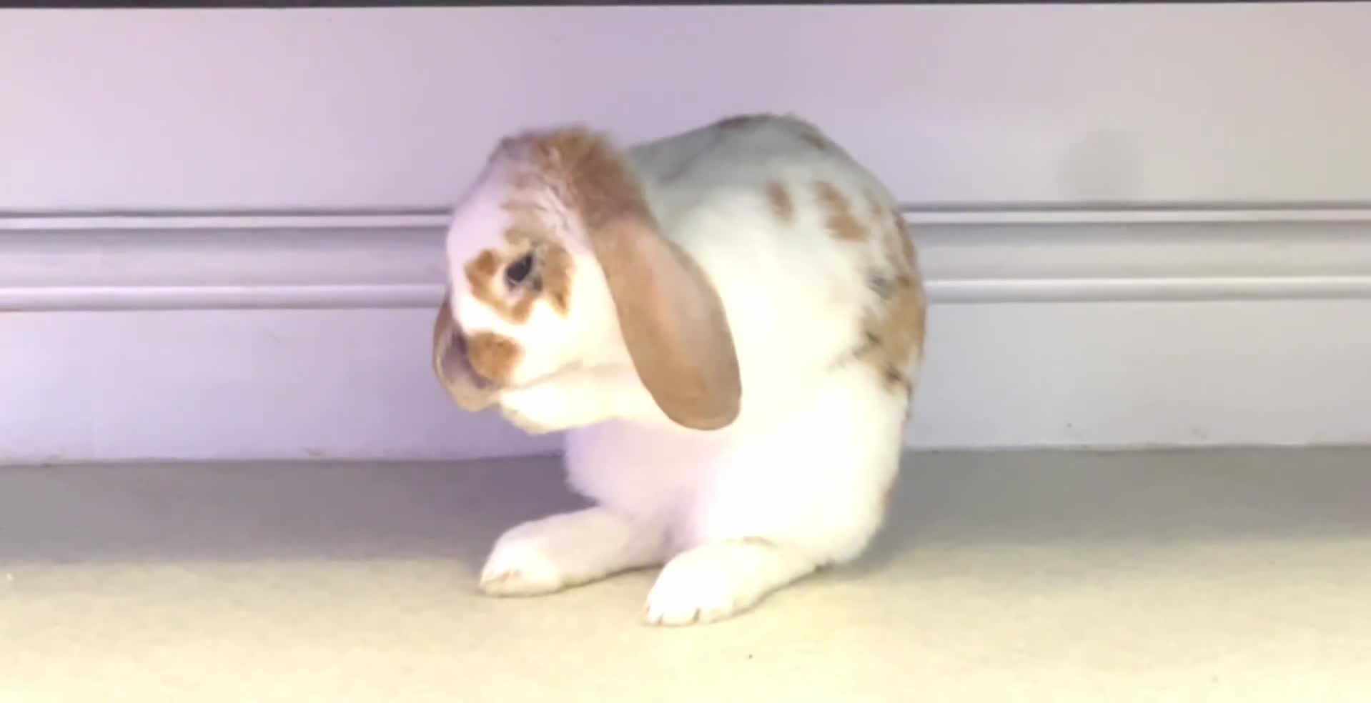Mixed Breed rabbits for sale: Beautiful male rabbit  in Rhyl - Video 1