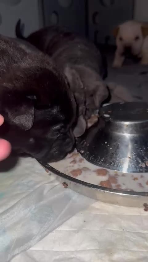 Mixed Breed dogs for sale: Shar Pei cross puppies  - Video 1