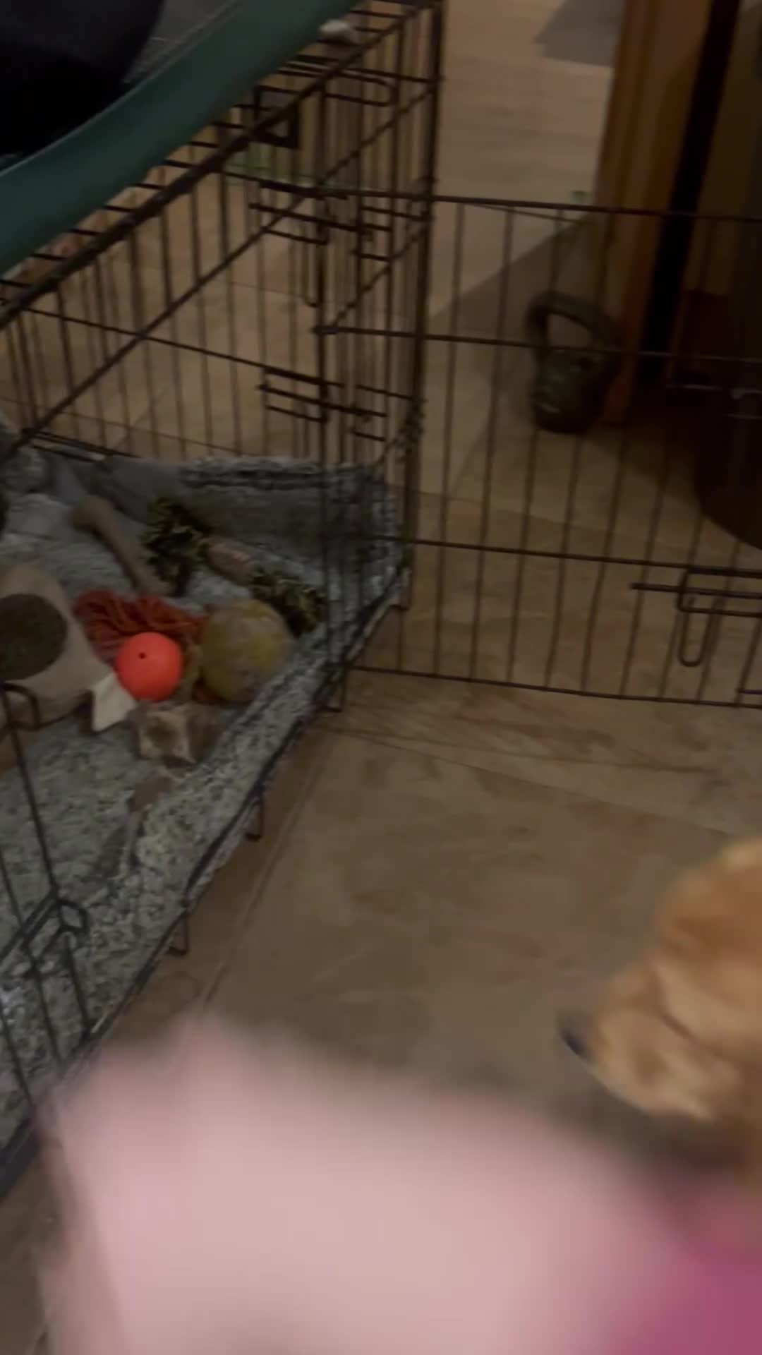 Golden Retriever dogs for sale: Trained Golden Retriever for sale  - Video 1