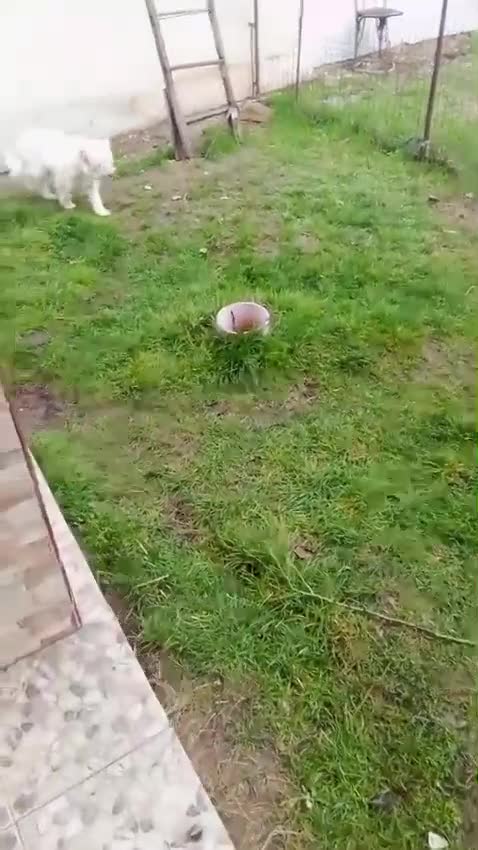 Mixed Breed dogs for adoption: ✨HIT BY A VEHICLE — LEFT FOR DEAD — CHOSE TO LIVE✨ - Video 4