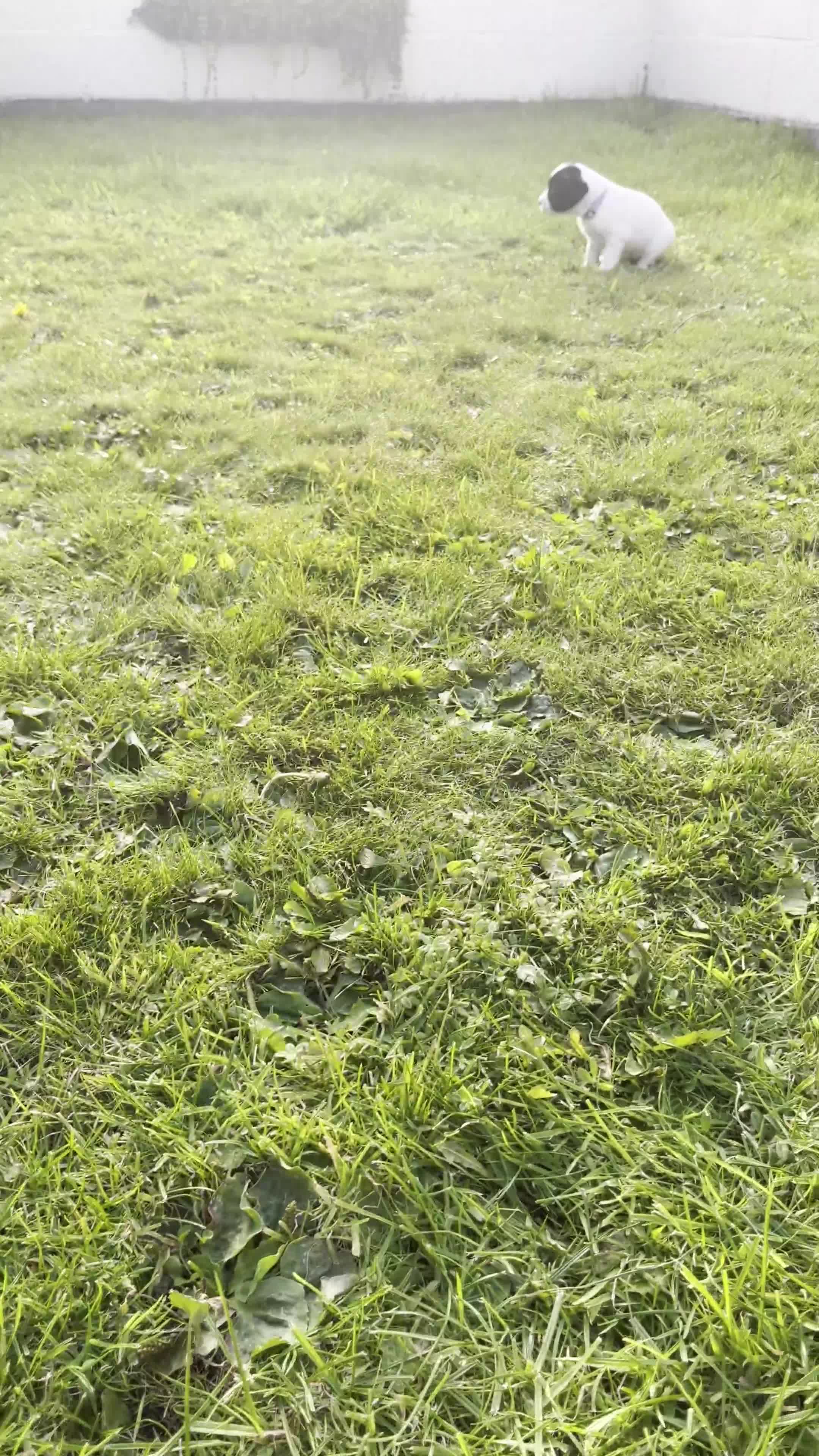 Sprocker dogs for sale: Sprocker Puppies - Video 4