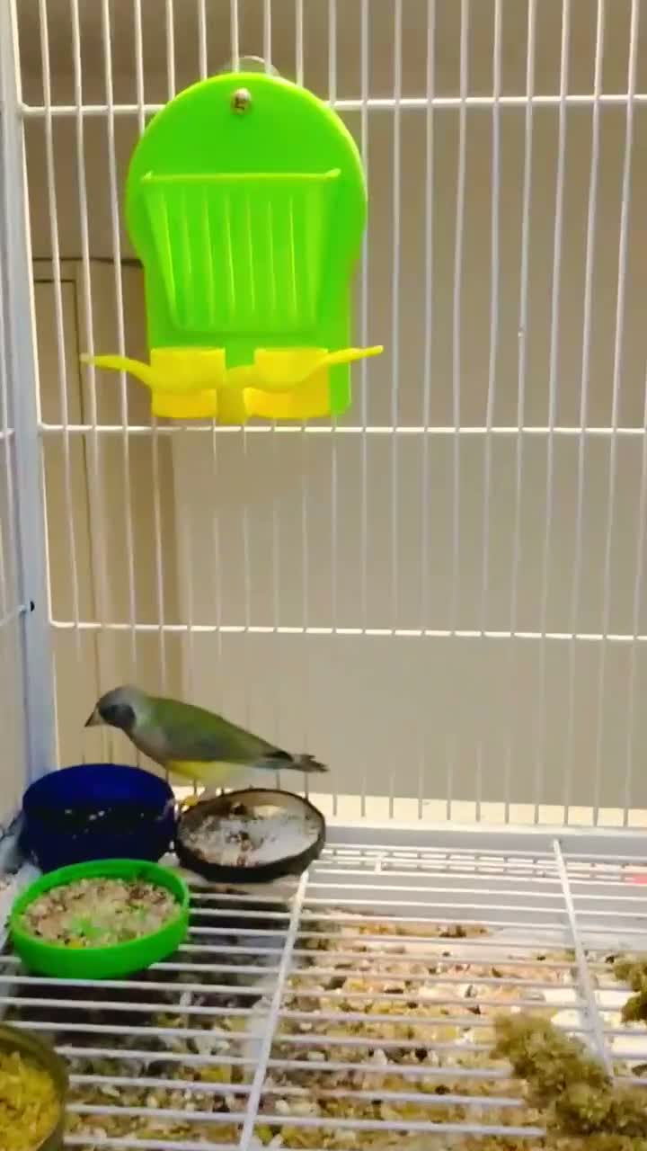 Finches birds for sale: Female Black Headed Gouldian Finch 5 Months Old - Video 3