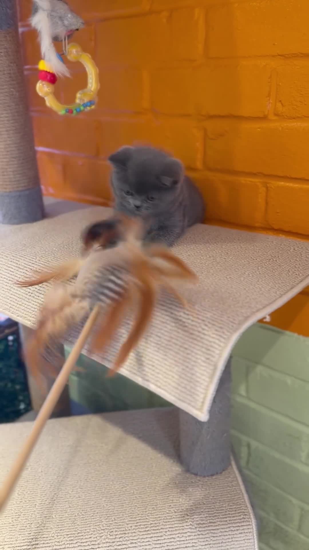 British Shorthair cats for sale: British Shorthair 💝 - Video 1