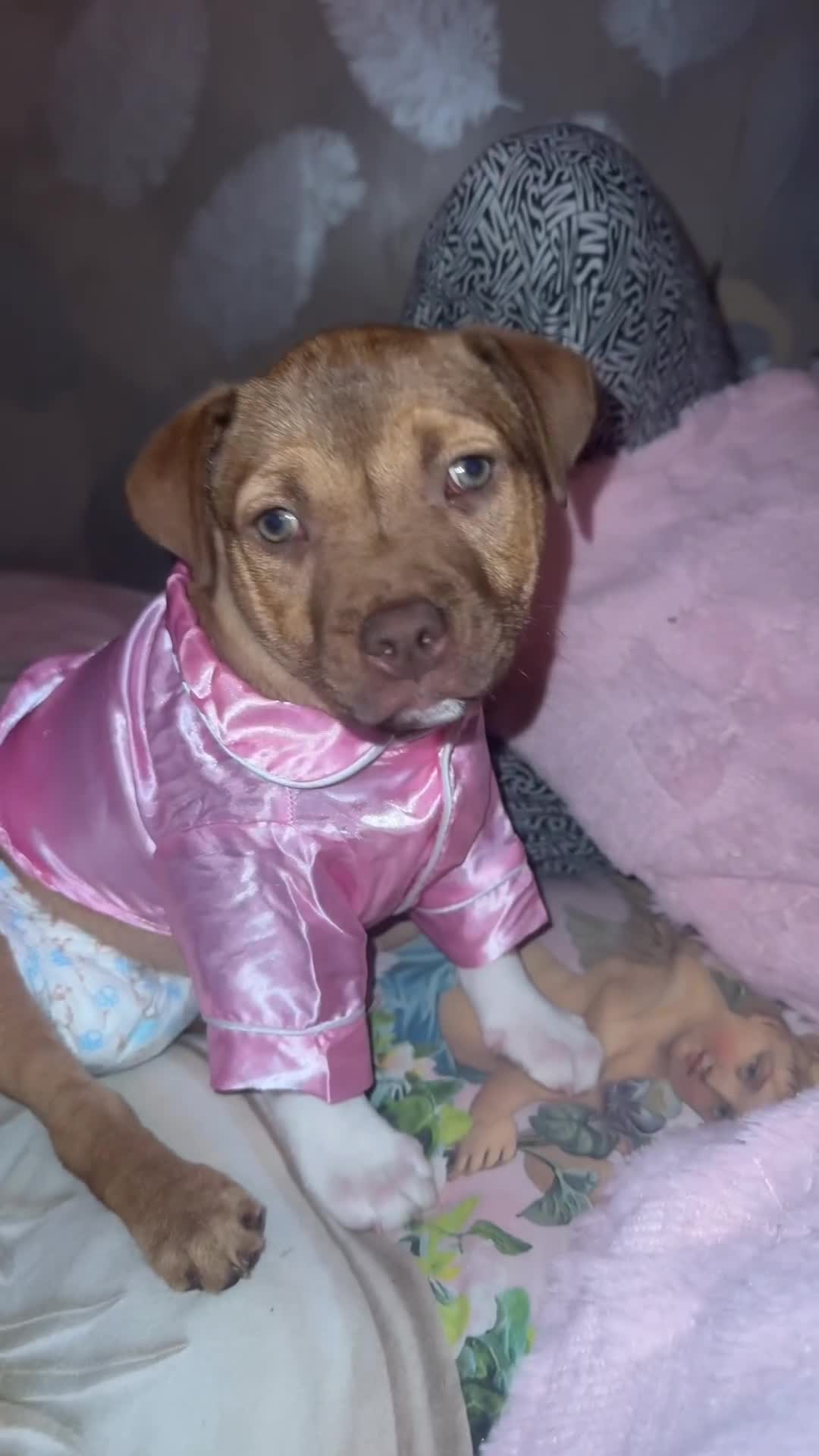 Staffordshire Bull Terrier dogs for sale: Beautiful pup for sale  - Video 1