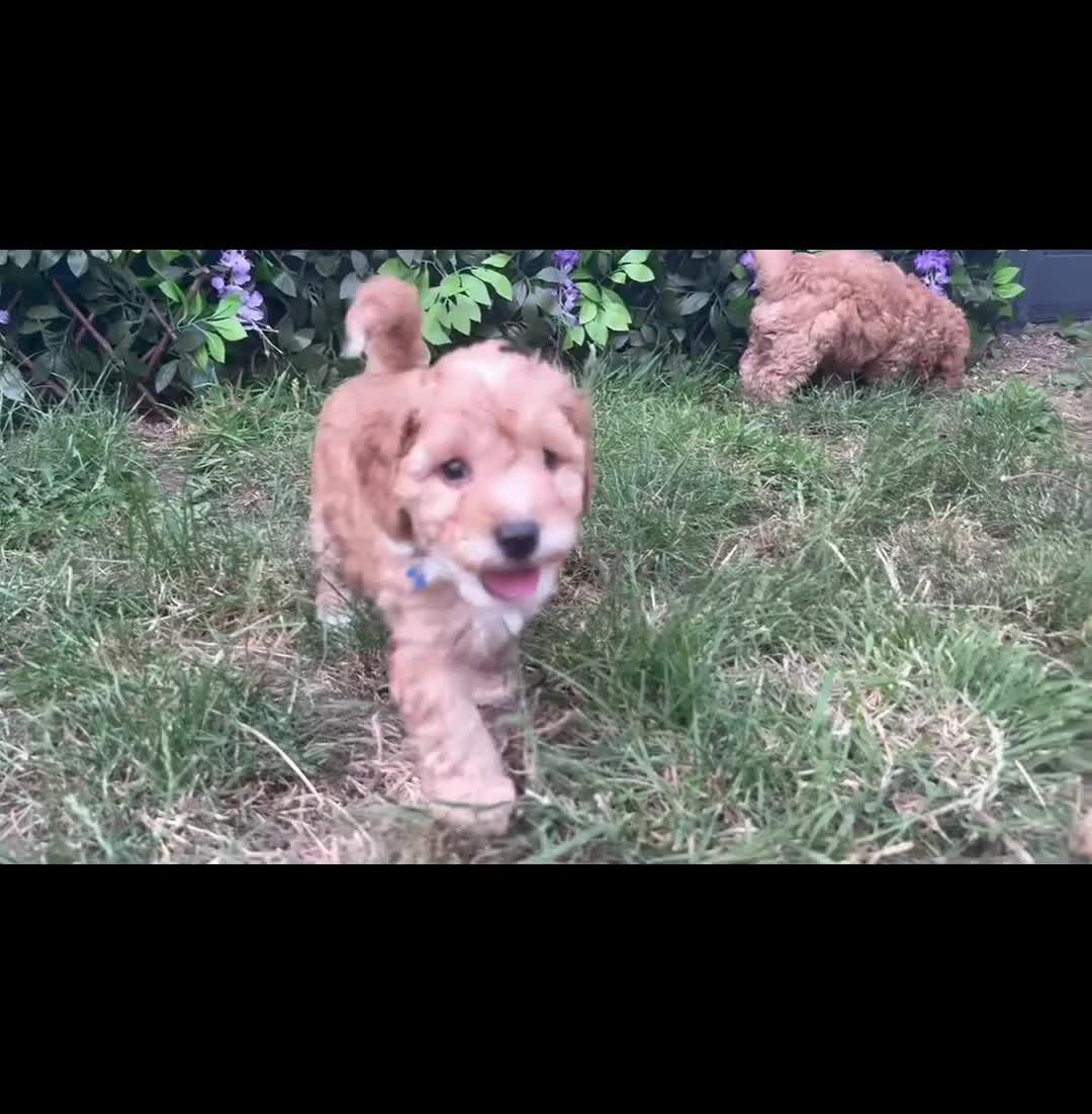 Labradoodle dogs for sale: 🐾 Health Tested F1B Mini Labradoodle Puppies 🐾 - Video 4