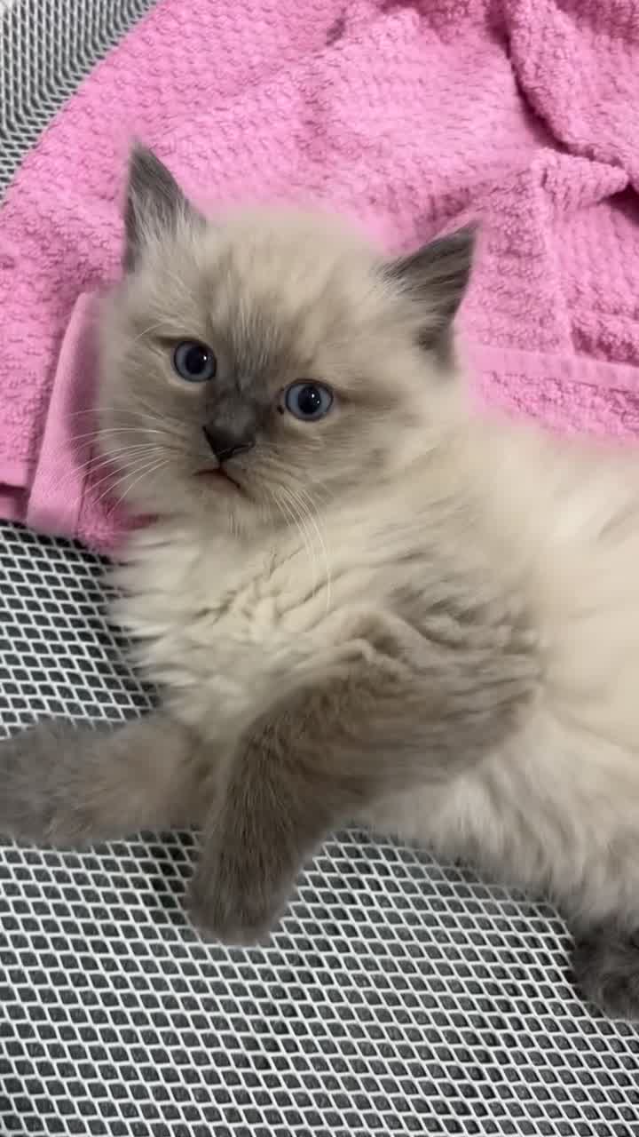 Ragdoll cats for sale: 🐾 Beautiful Female Lilac Ragdoll Kitten - Video 2