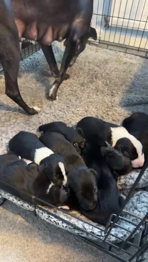 Mixed Breed dogs for sale: Whippet/collies - Video 1