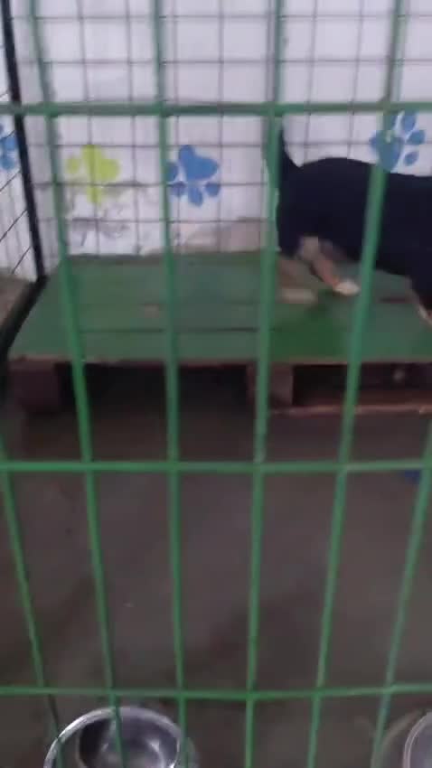 Mixed Breed dogs for adoption: 🐾HOPE - From Death Row to a Heart Full of Hope 💛 in Nottingham - Video 1
