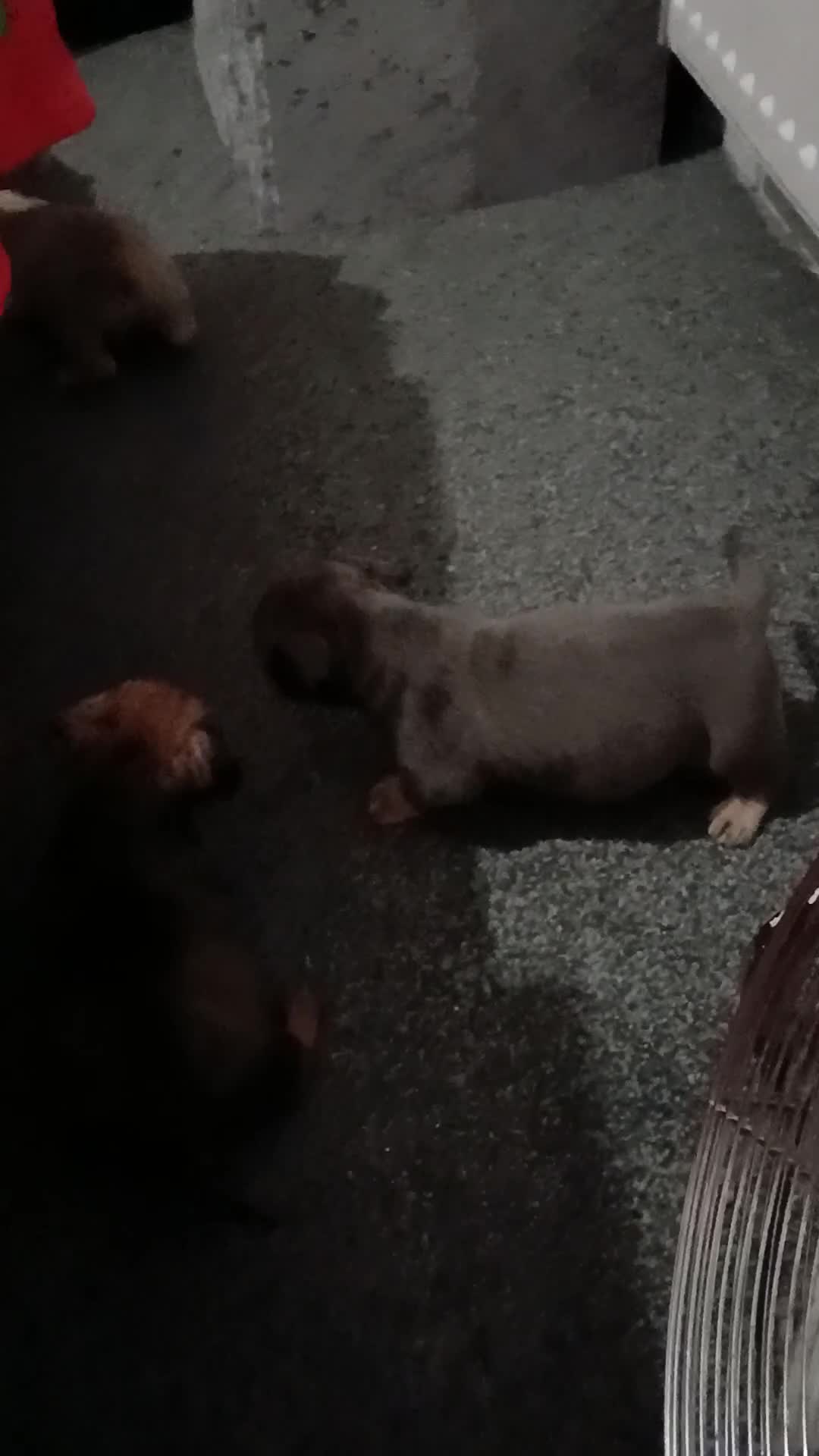 Mixed Breed dogs for sale: French dash pups  - Video 1